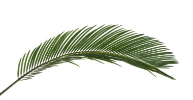 Beyaz arka plan güzel tropikal Sago palmiye yaprağı