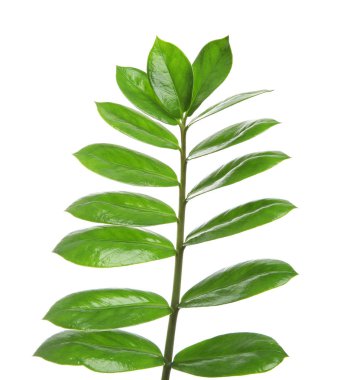 Beyaz izole tropikal Zamioculcas yaprakları