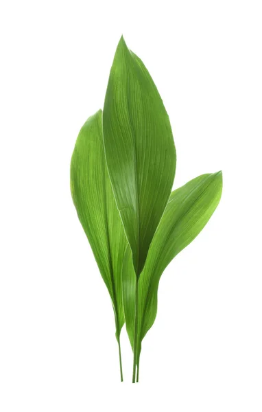 Hermosas Hojas Tropicales Aspidistra Sobre Fondo Blanco —  Fotos de Stock