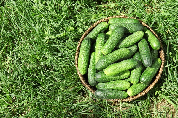 Wicker Basket Ripe Fresh Cucumbers Green Grass Top View — Stock Photo, Image