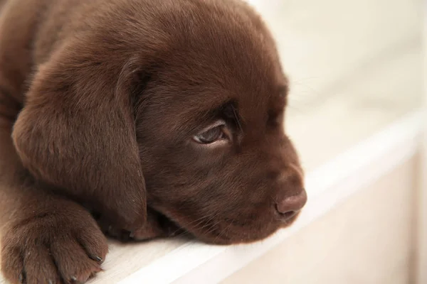 Çikolata Labrador Retriever Köpek Yavrusu Closeup Görünümü — Stok fotoğraf