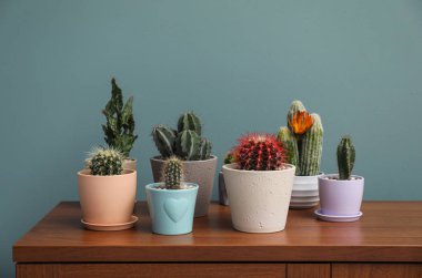 Çiçeklik renk duvarının yakınında masada güzel kaktüsler