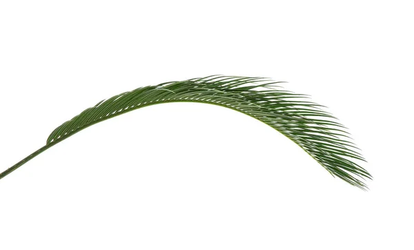 Schöne Tropische Sago Palme Blatt Auf Weißem Hintergrund — Stockfoto