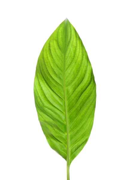 Mooie Tropische Spathiphyllum Leaf Witte Achtergrond — Stockfoto