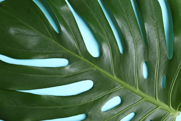 Красивий Тропічний Лист Фон — стокове фото
