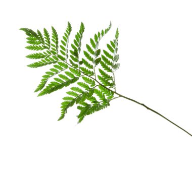 Beyaz arka planda güzel tropikal eğreltiotu yaprağı