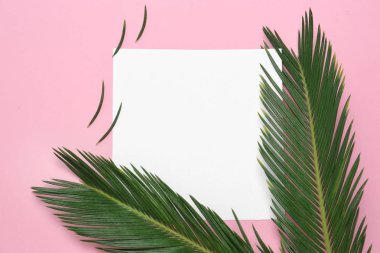 Tropikal yapraklarda renk arka plan, üstten görünüm ile güzel kompozisyon