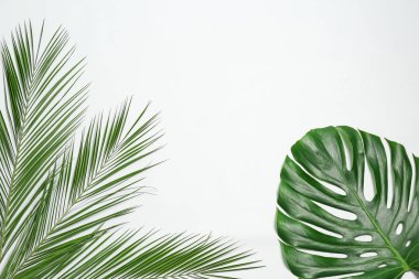 Beyaz arka plan üzerinde güzel tropikal yaprak