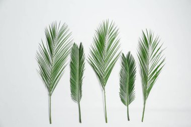 Beyaz arka plan üzerinde güzel tropikal yaprak