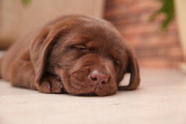 Kapalı katta uyuyan çikolata Labrador Retriever köpek yavrusu