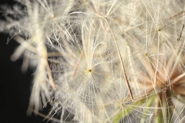 Cabeza Semilla Diente León Sobre Fondo Negro Cerca —  Fotos de Stock