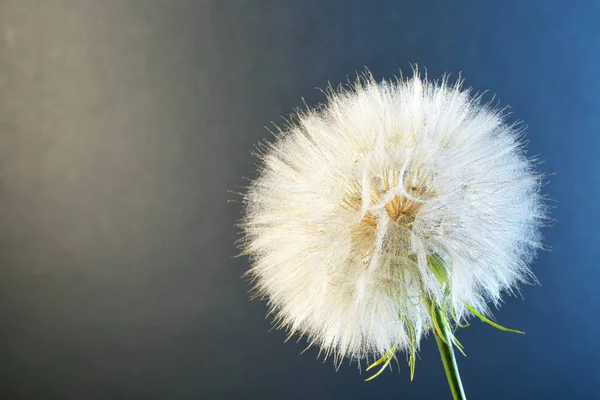 White dandelion seed head on color background