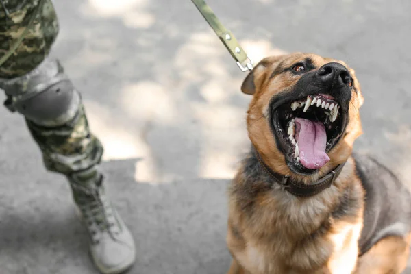 Hombre Uniforme Militar Con Perro Pastor Alemán Aire Libre — Foto de Stock