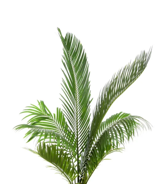Bela Tropical Sago Folhas Palma Fundo Branco — Fotografia de Stock