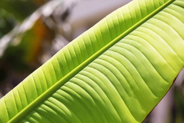 Красивий Тропічний Лист Долоні Крупним Планом — стокове фото