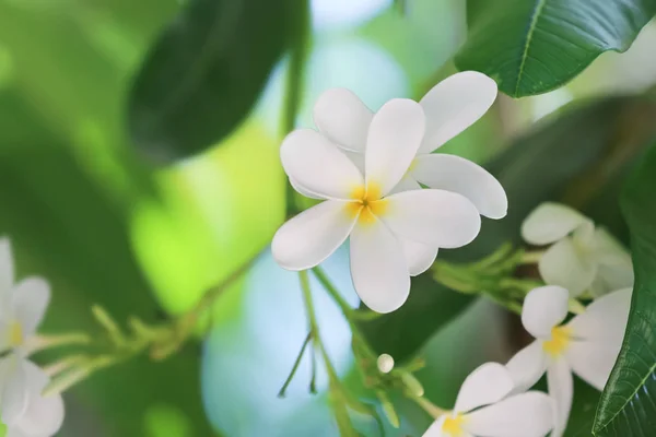 Mooie Witte Bloemen Tropische Resort Een Zonnige Dag — Stockfoto