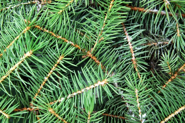 Takken Van Kerstboom Als Achtergrond — Stockfoto