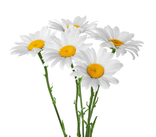Hermosas Flores Manzanilla Sobre Fondo Blanco — Foto de Stock