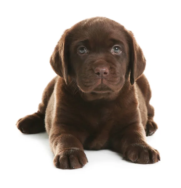 Choklad Labrador Retriever Valp Vit Bakgrund — Stockfoto