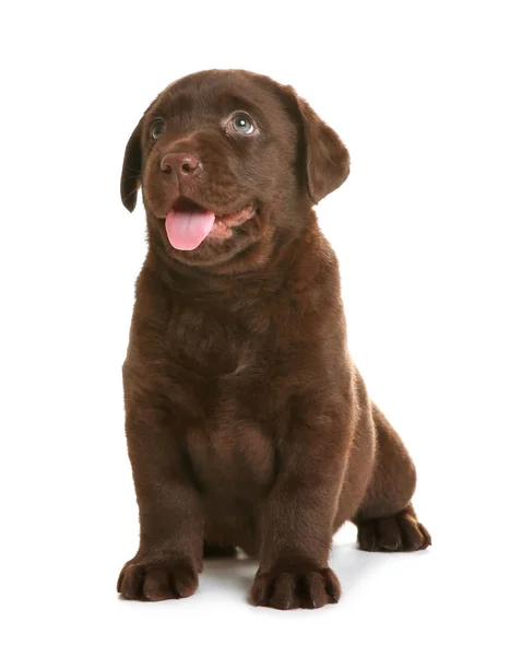 Cioccolato Labrador Retriever Cucciolo Sfondo Bianco — Foto Stock