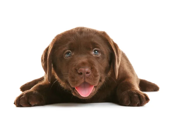 Choklad Labrador Retriever Valp Vit Bakgrund — Stockfoto