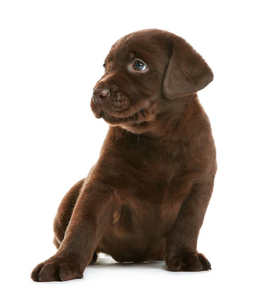 Cioccolato Labrador Retriever Cucciolo Sfondo Bianco — Foto Stock