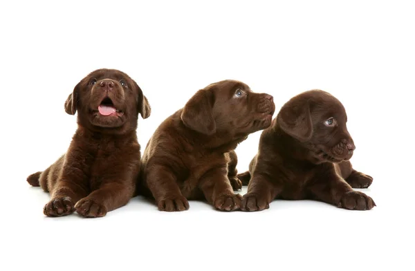 Choklad Labrador Retriever Valpar Vit Bakgrund — Stockfoto