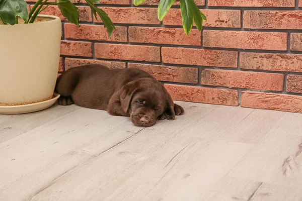 巧克力拉布拉多猎犬小狗睡在地板上的墙壁附近的室内 — 图库照片
