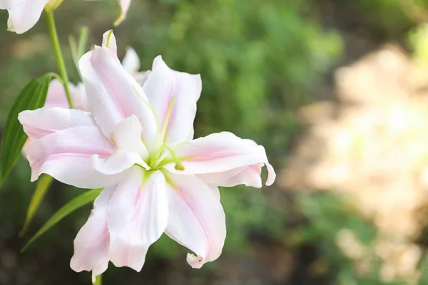 Beautiful Blooming Lily Flower Garden Closeup — Stock Photo, Image