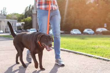 Onun kahverengi labrador geri almak açık havada yürüyüş sahibi