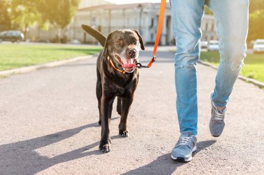 Onun kahverengi labrador geri almak açık havada yürüyüş sahibi