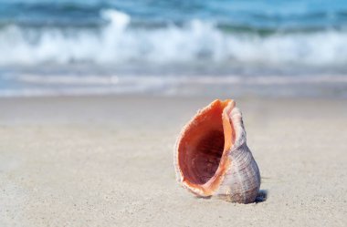 Kabuk kum deniz sahilinde üzerinde. Yaz zamanı
