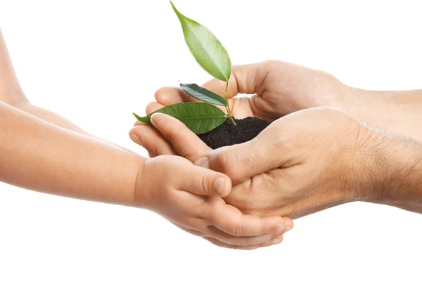 Man Bodem Met Groene Plant Aan Zijn Kind Doorgeven Met — Stockfoto