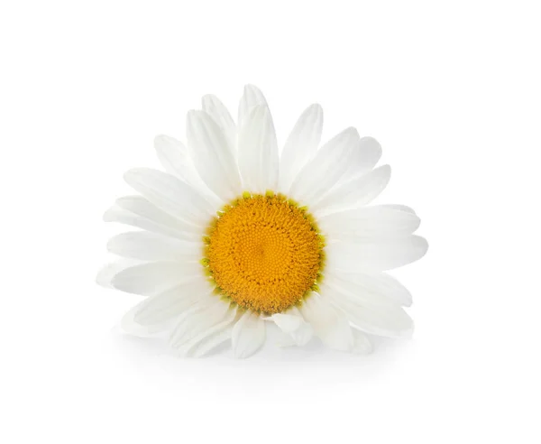 Όμορφη Χαμομήλι Λουλούδι Λευκό Φόντο — Φωτογραφία Αρχείου