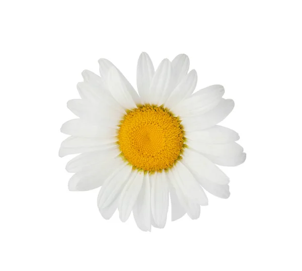 Όμορφη Χαμομήλι Λουλούδι Λευκό Φόντο — Φωτογραφία Αρχείου