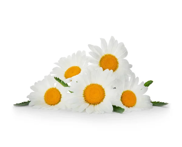 Vacker Kamomill Blommor Vit Bakgrund — Stockfoto