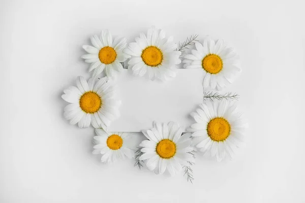 Hermosa Composición Floral Con Flores Manzanilla Tarjeta Sobre Fondo Blanco — Foto de Stock