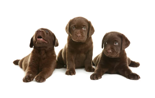 Chocolate Labrador Retriever Filhotes Fundo Branco — Fotografia de Stock
