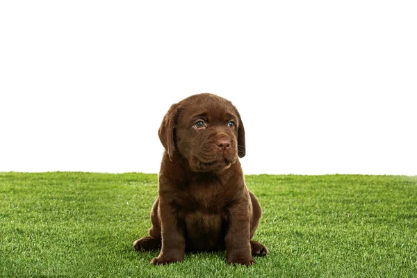 Chocolate Labrador Retriever Cachorro Grama Verde Contra Fundo Branco — Fotografia de Stock