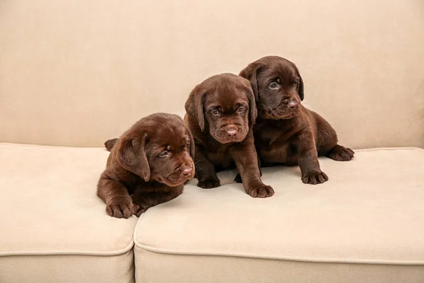 Choklad Labrador Retriever Valpar Mjuk Soffa — Stockfoto