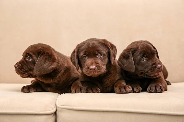 Choklad Labrador Retriever Valpar Mjuk Soffa — Stockfoto