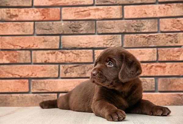 Duvarının Yakınında Katta Çikolata Labrador Retriever Köpek Yavrusu — Stok fotoğraf