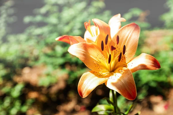 クローズ アップで美しく咲くユリの花 — ストック写真