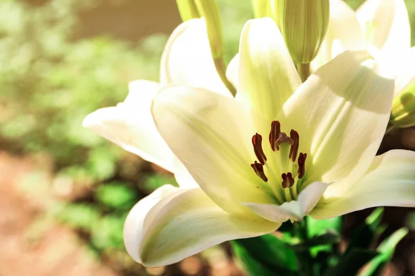 Beautiful Blooming Lily Flowers Garden Closeup — Stock Photo, Image