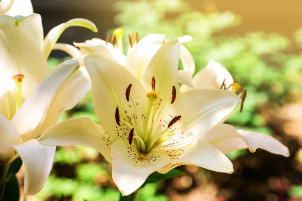 美丽盛开的百合花在花园 — 图库照片