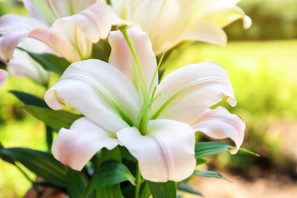 Красивые Цветущие Цветы Лилии Саду Крупным Планом — стоковое фото