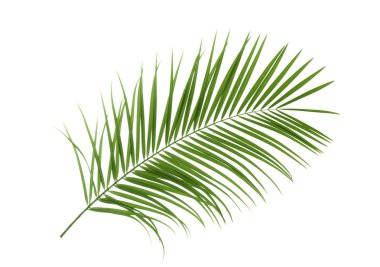 Beyaz arka plan güzel tropikal Sago palmiye yaprağı