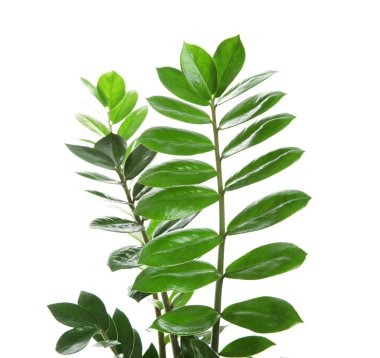 Beyaz izole tropikal Zamioculcas yaprakları