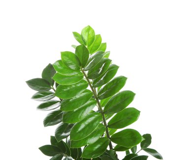 Beyaz izole tropikal Zamioculcas yaprakları