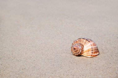 Kabuk kum deniz sahilinde üzerinde. Yaz zamanı